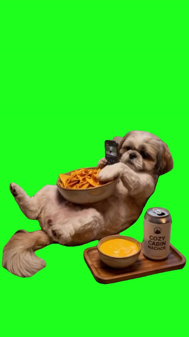Dog eating chips green screen
