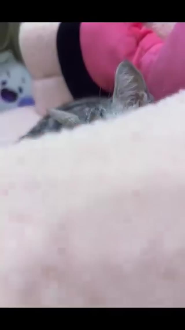 7ddeEvTC Cat staring green screen