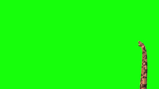 Anaconda Big Snake green screen