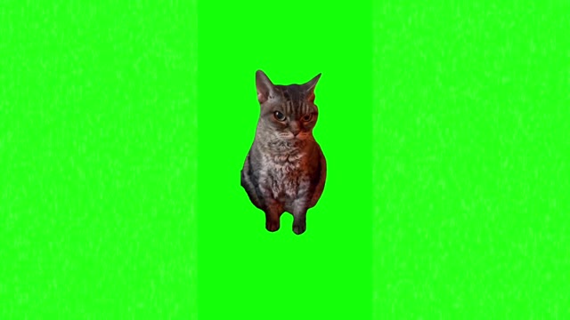 Angry cat green screen