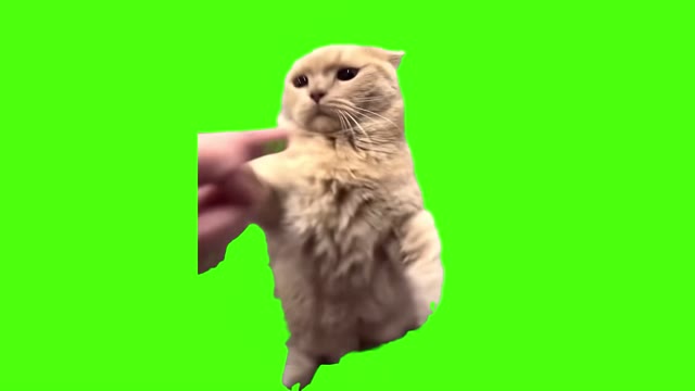Annoyed Kitty green screen