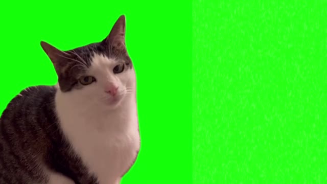 Annoyed cat green screen