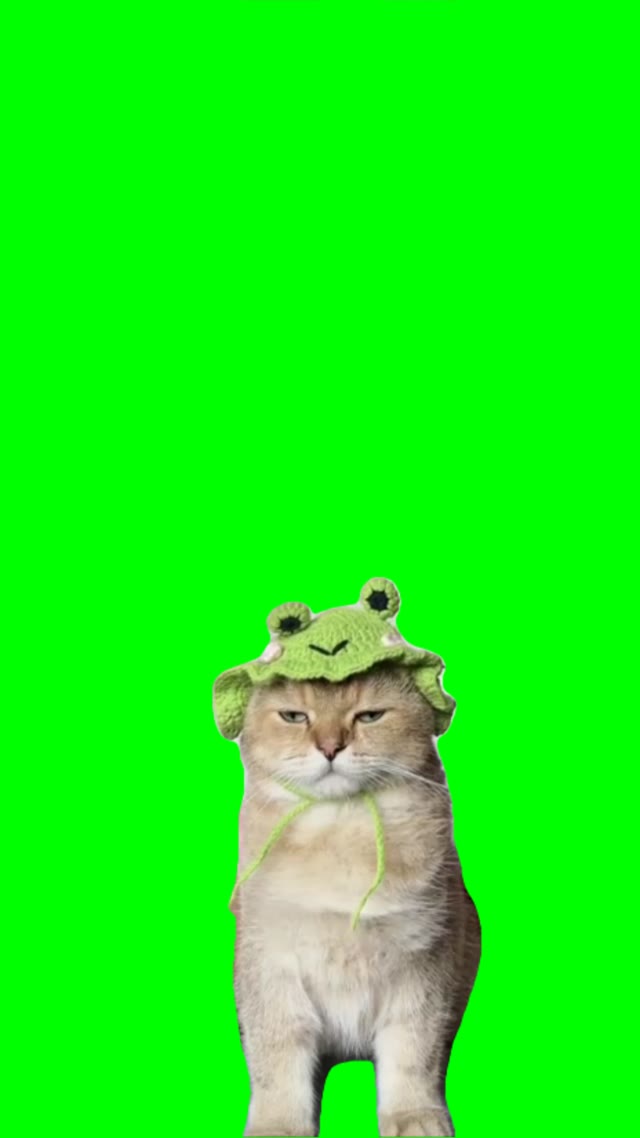 Anooyed cat green screen