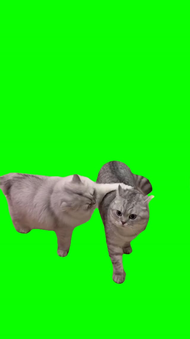 Arguing Cats green screen