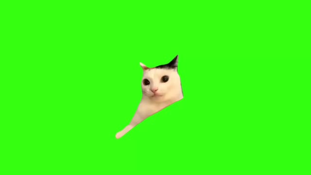 Awkward cat green screen