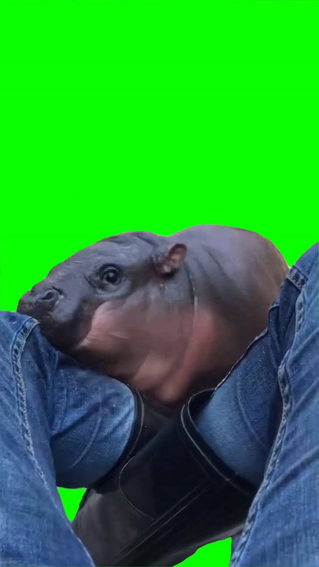 Baby hippo attack green screen