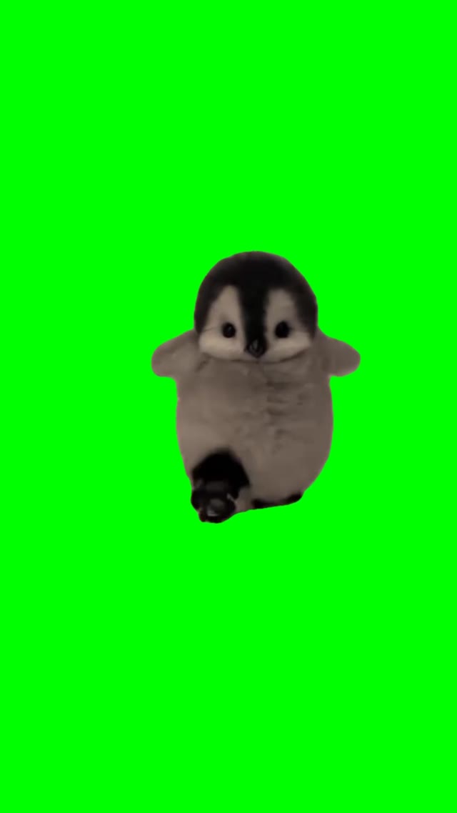 Baby penguin walking green screen