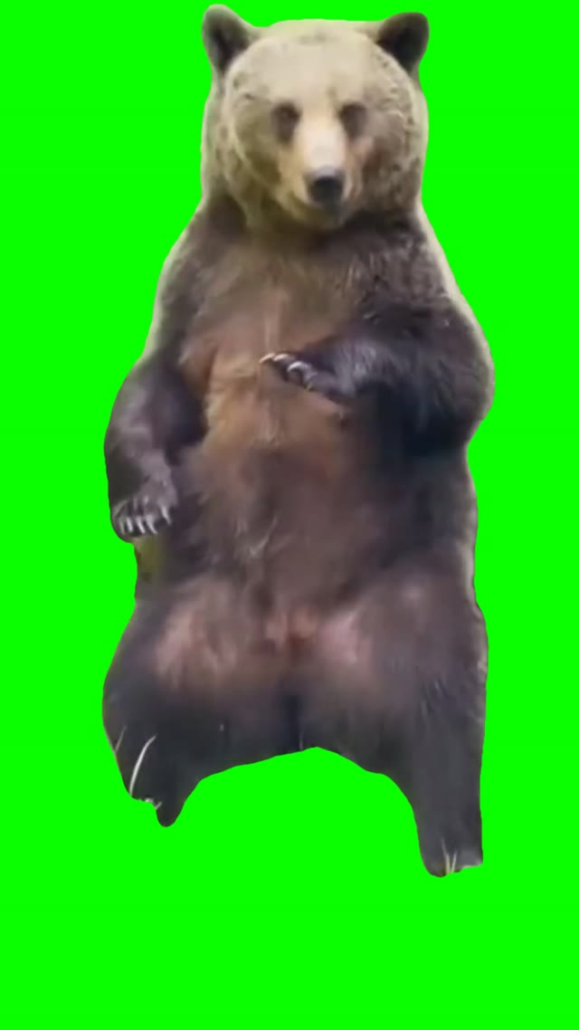 Bear dancing green screen