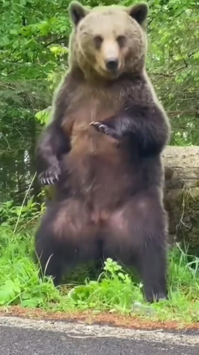 Bear dancing green screen