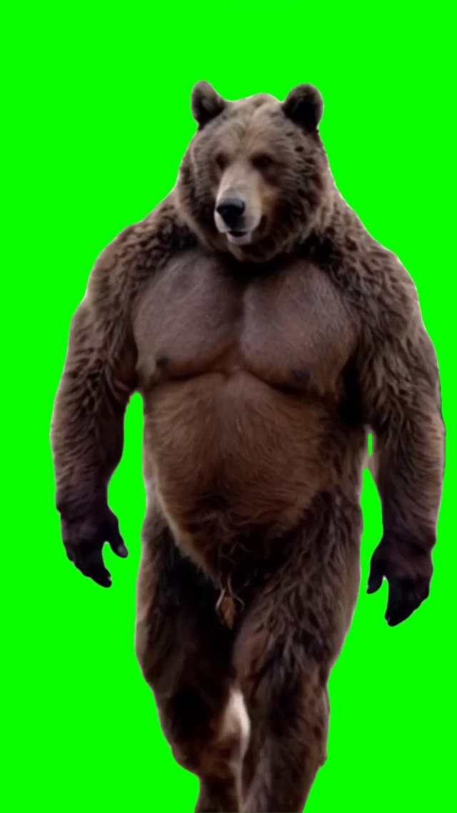 Bear walking green screen