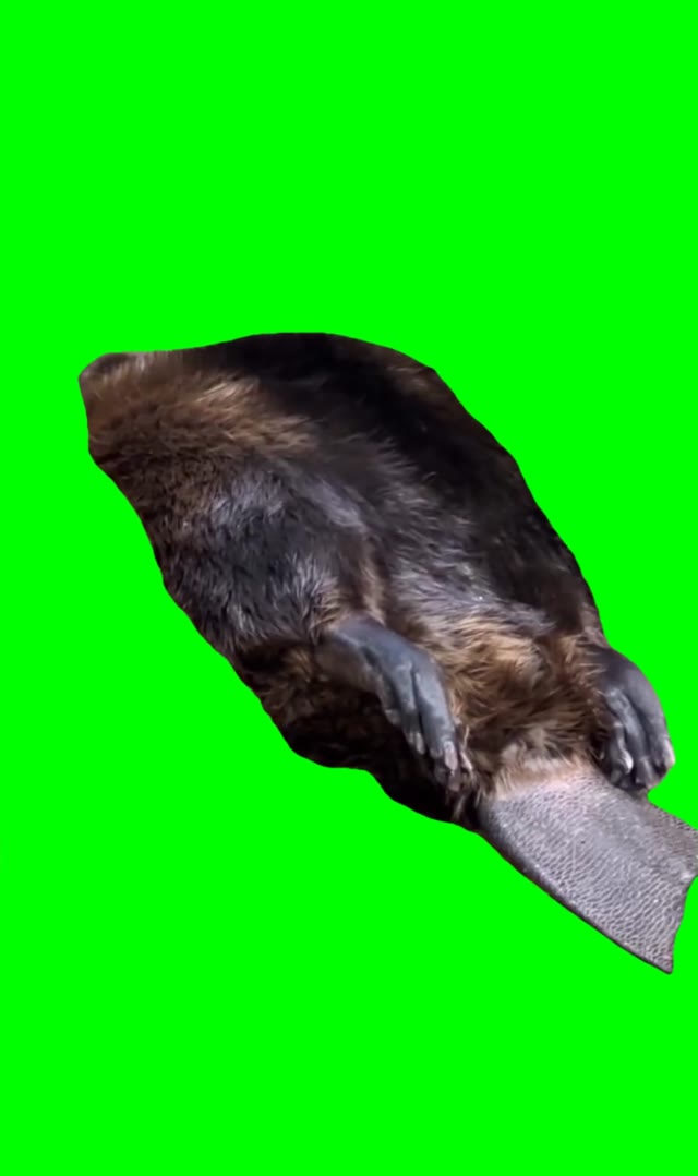 Beaver wakes up green screen