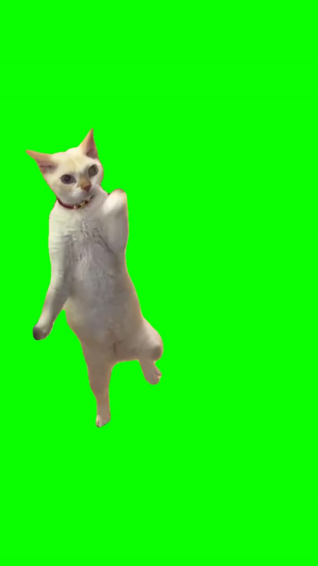 Begging cat green screen