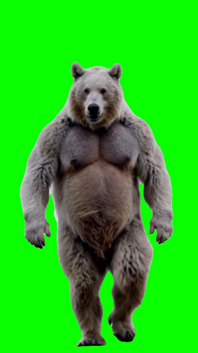 Big bear walking green screen