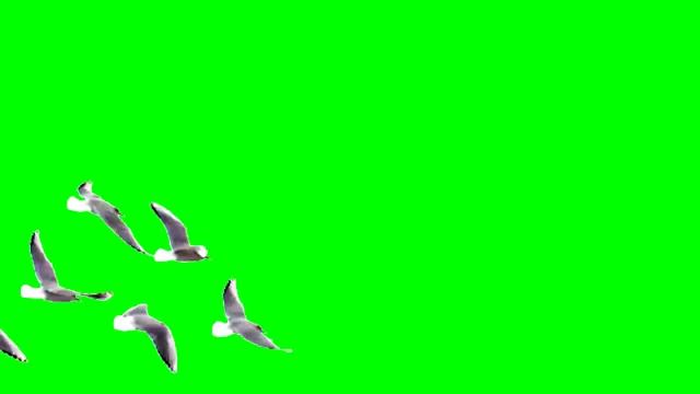 Birds green screen