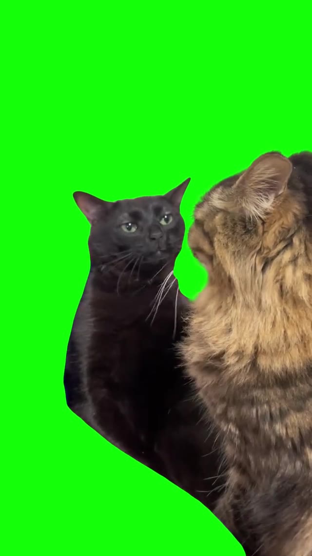 Black Cat Zoning Out green screen