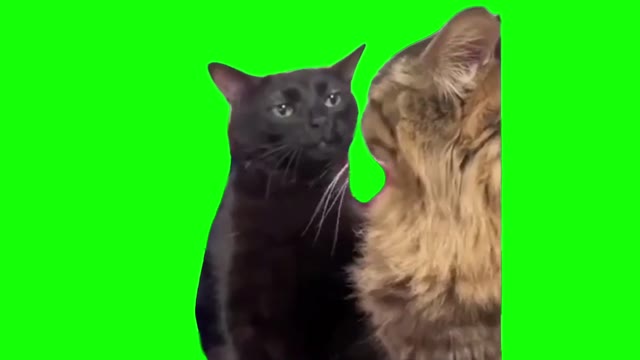 Black20Cat20Zoning20Out20Meme20green20screen green screen