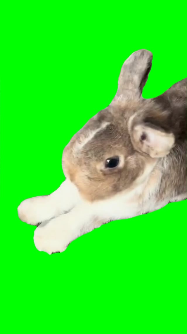 Bunny Denying food green screen