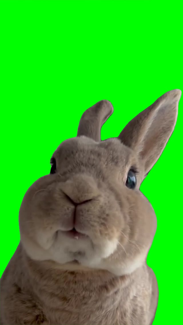 Bunny chewing green screen