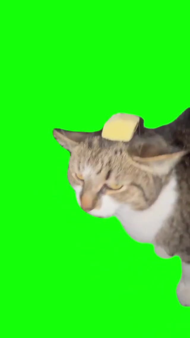 Butter Cat Cat With The Butter green screen