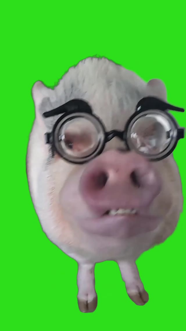Call me Detective Bis piggy lol funny green screen