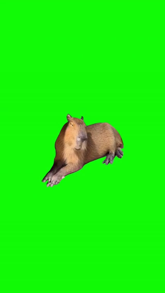 Capybara Yawning  green screen