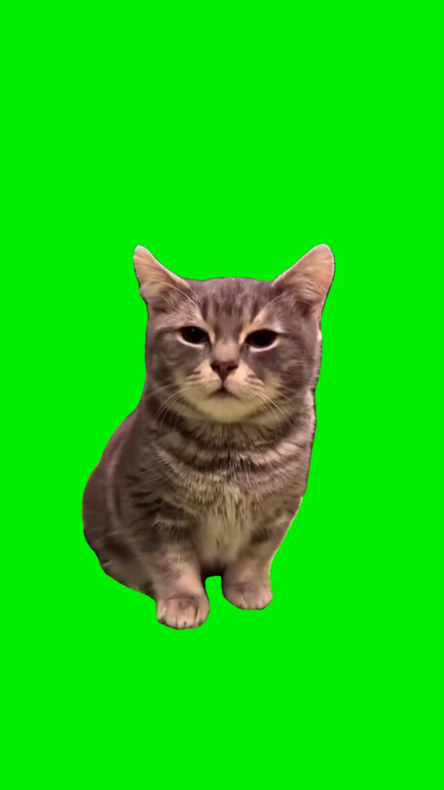 Cat Barking green screen