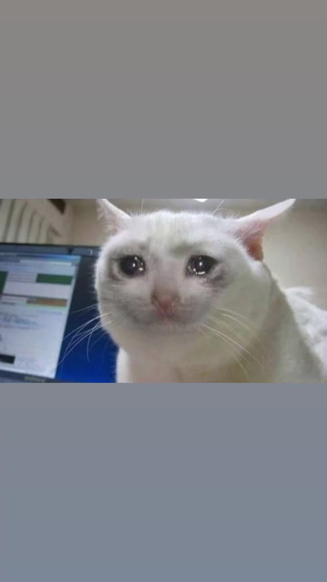 Cat Crying green screen