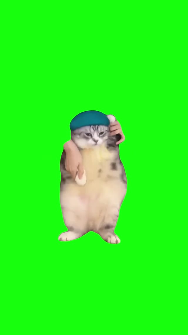 Cat Dances to Girlfriend _ green screen