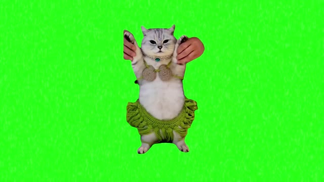 Cat Dancing green screen