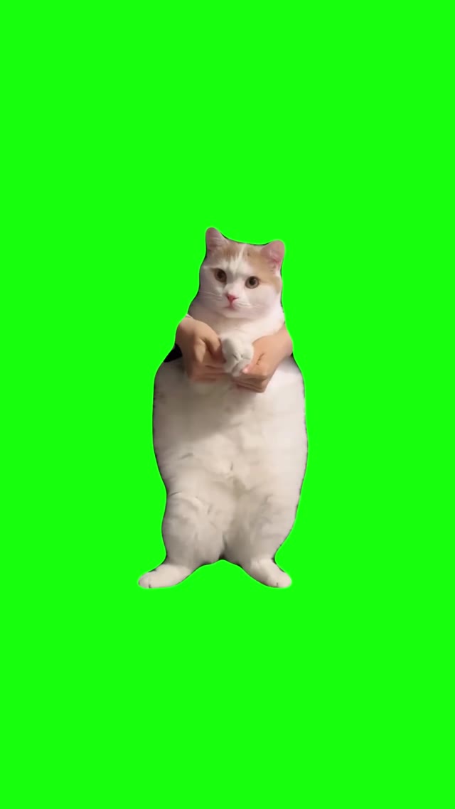 Cat Dancing to EDM _ green screen