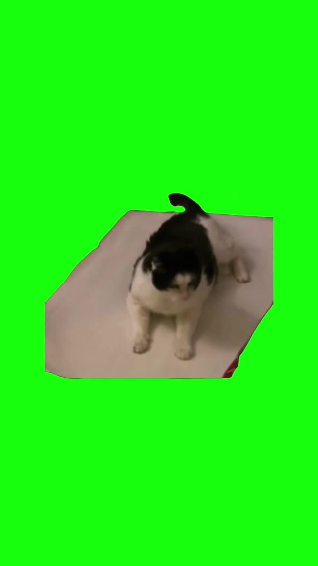 Cat Getting Wrapped Up Like a Present _ green screen