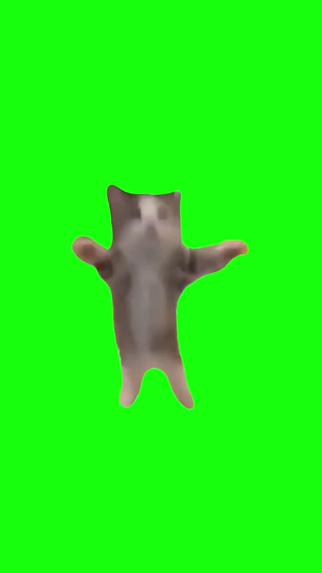 Cat Jumping Up and Down green screen