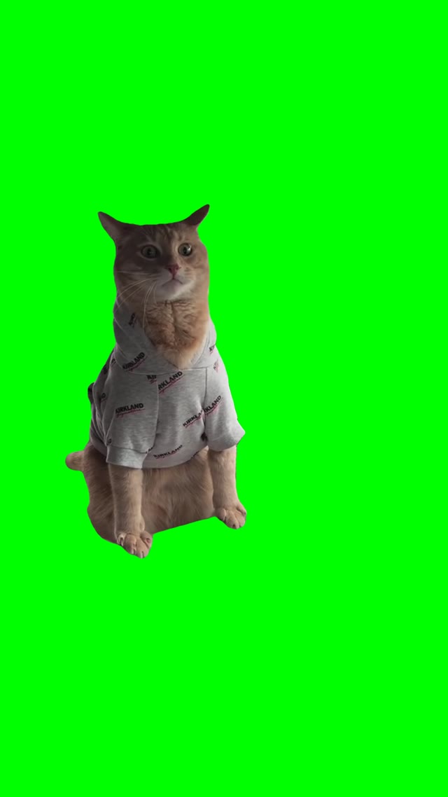 Cat Leaning Back n Forth green screen