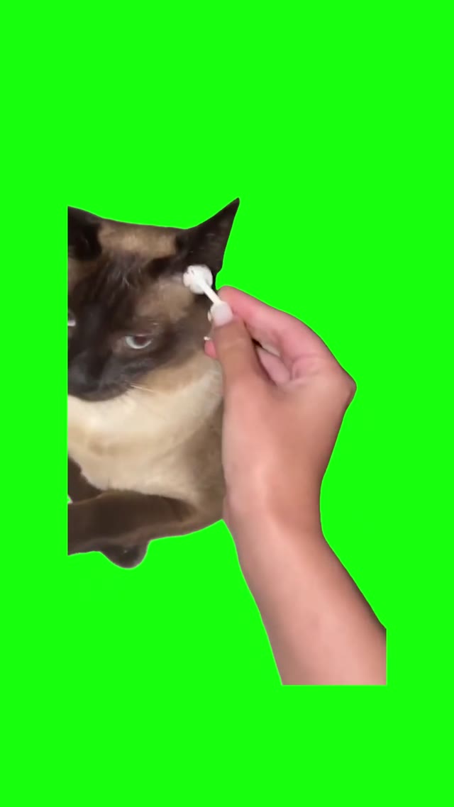 Cat Pulls Out Earbud _ green screen