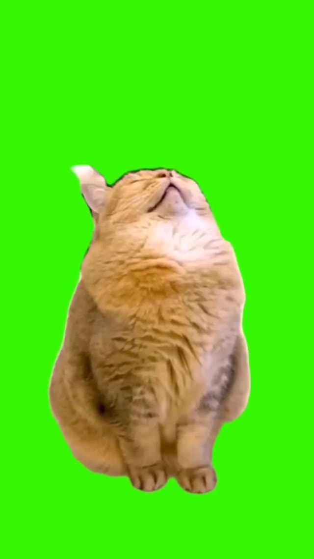 Cat Snoring 23shorts 23funny 23cat green screen