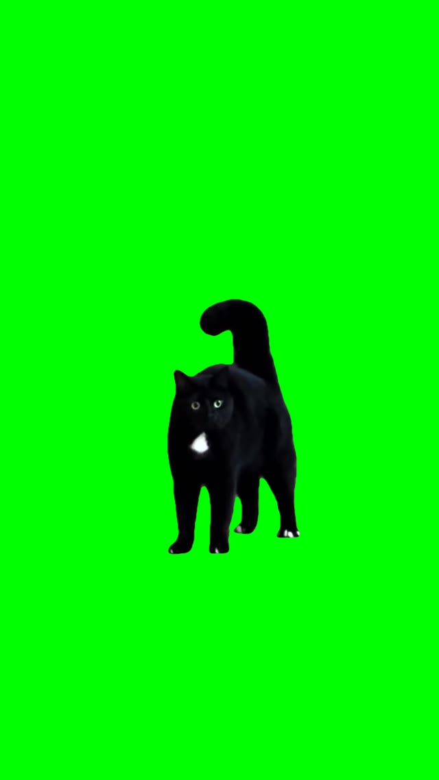 Cat Tadaaa green screen