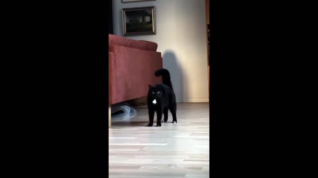 Cat Tadaaa green screen