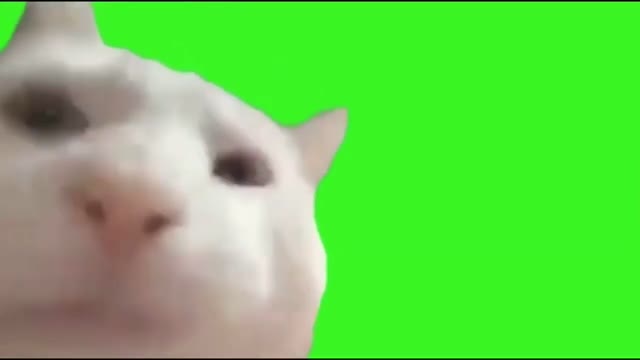 Cat Vibing green screen