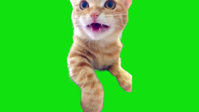 Cat With Very Long Meooow Template green screen
