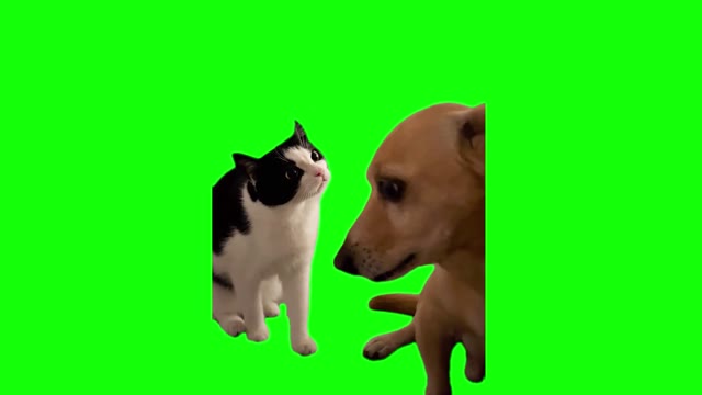 Cat and Dog green screen