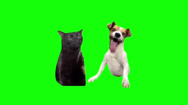 Cat and dog green screen