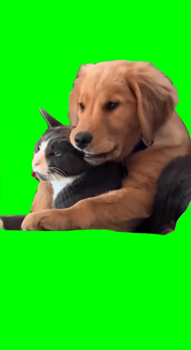 Cat and dog snuggle green screen