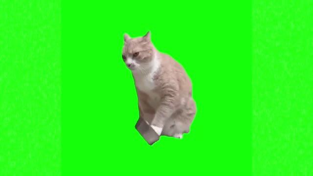 Cat asking for food green screen