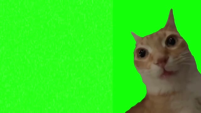 Cat burning up green screen