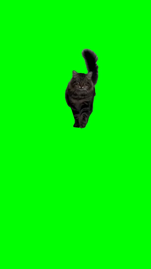 Cat catwalking green screen