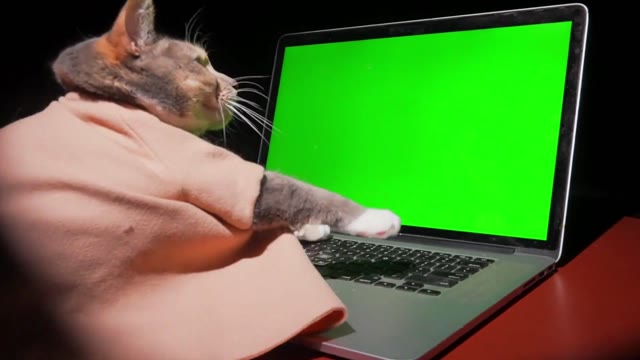 Cat computer typing green screen