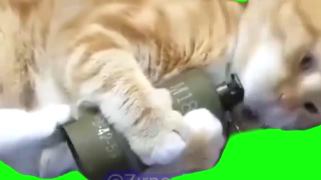 Cat cooking Grenade green screen