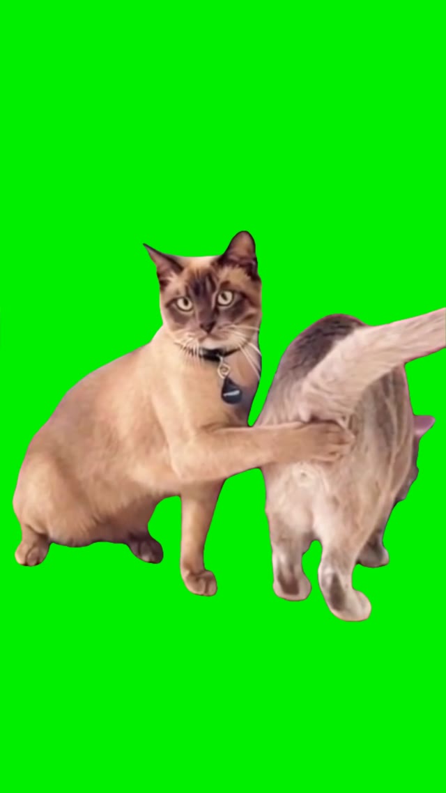Cat covering with paw green screen