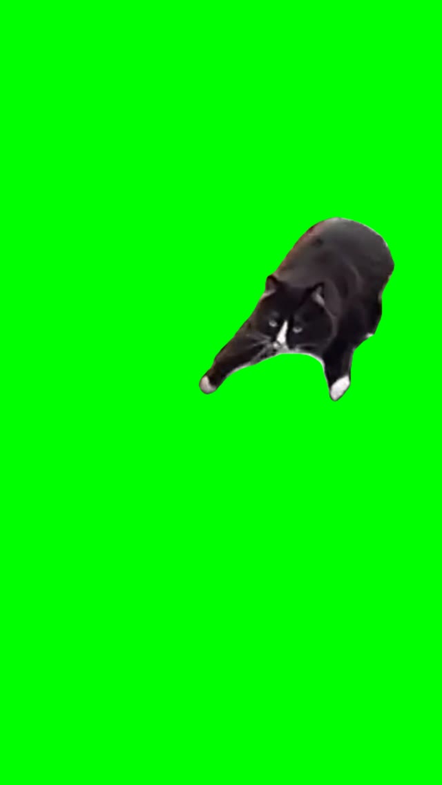 Cat crawling green screen