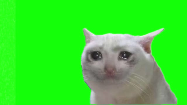 Cat crying green screen